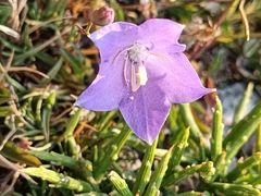Campanula herminii