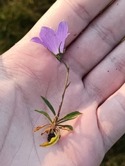 Campanula herminii