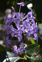 Pseuderanthemum graciliflorum
