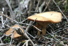 Singerocybe