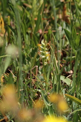 Spiranthes romanzoffiana