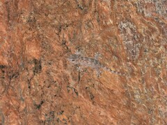 Pachydactylus haackei