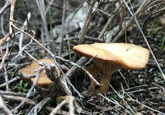 Singerocybe