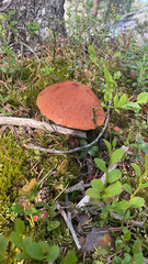 Leccinum