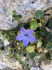 Campanula fragilis