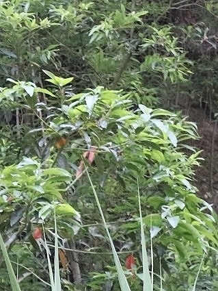 Persea indica (Persea indica)