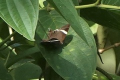 Abisara neophron