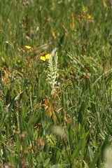 Spiranthes × stellata