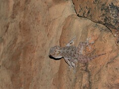 Pachydactylus haackei