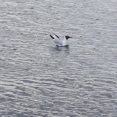 Chroicocephalus ridibundus