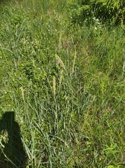 Leymus ajanensis