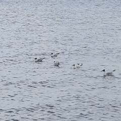 Chroicocephalus ridibundus