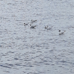 Chroicocephalus ridibundus