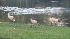 Threskiornis molucca molucca