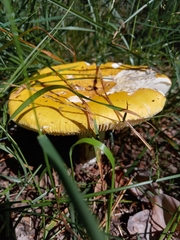 Russula