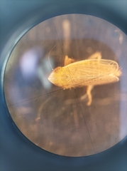 Cicadellidae