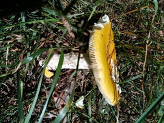 Russula