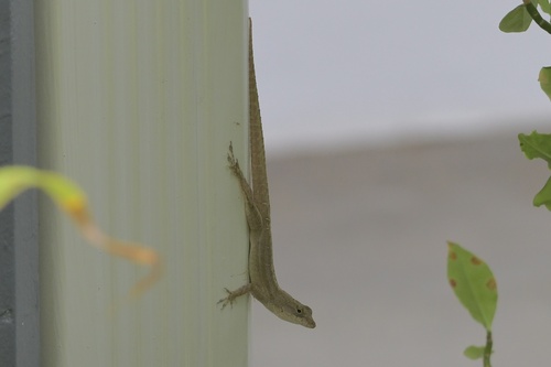 Cubitas Anole, Anolis jubar