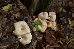 Lentinus squarrosulus