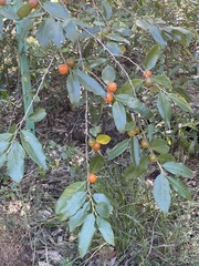 Petalostigma triloculare