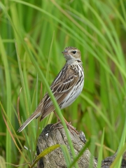 Anthus gustavi