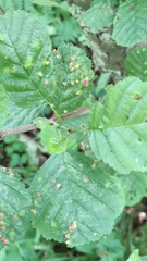 Eriophyes alniincanae