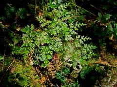Onychium lucidum, photograph (c) Jacy Chen, some rights reserved (CC BY)