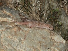 Pachydactylus haackei