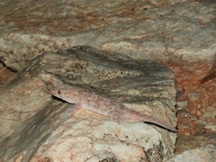 Pachydactylus haackei