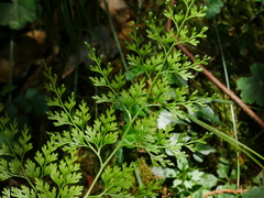 Onychium lucidum, photograph (c) Jacy Chen, some rights reserved (CC BY)