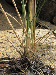 Stipa daghestanica