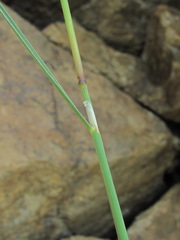 Stipa daghestanica