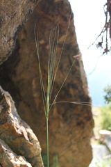 Stipa daghestanica