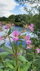 Impatiens glandulifera