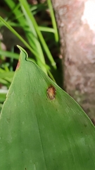 Phyllosticta convallariae