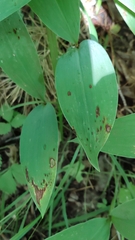 Phyllosticta convallariae