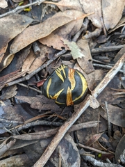Cortinarius austrovenetus