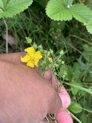 Potentilla chrysantha