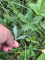 Potentilla chrysantha