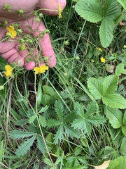 Potentilla chrysantha