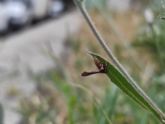 Microsphecia brosiformis