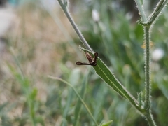 Microsphecia brosiformis