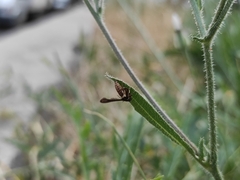 Microsphecia brosiformis