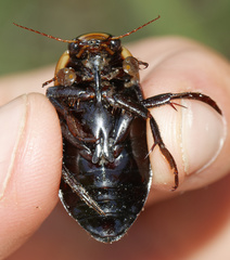 Dytiscus semisulcatus