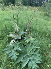 Heracleum dissectum