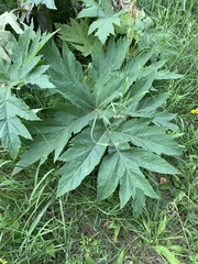 Heracleum dissectum