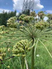 Heracleum dissectum