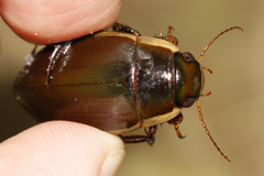 Dytiscus semisulcatus