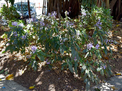 Pseuderanthemum graciliflorum