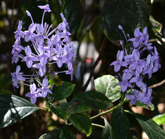Pseuderanthemum graciliflorum